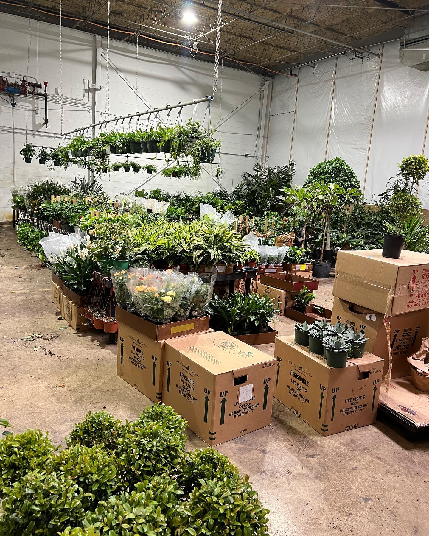 Plant shopping for Mother's Day!  Great gift ideas.